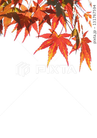 鮮やかに紅葉したカエデの葉のクローズアップ 【白背景】 【空背景】 鮮やかに紅葉したカエデの葉のクローズアップ 【白背景】 【空背景】 131767594
