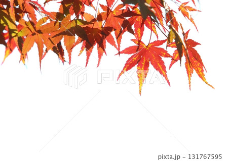 鮮やかに紅葉したカエデの葉のクローズアップ 【白背景】 【空背景】 鮮やかに紅葉したカエデの葉のクローズアップ 【白背景】 【空背景】 131767595