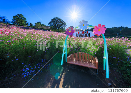 秋の上場高原　コスモス畑 131767609