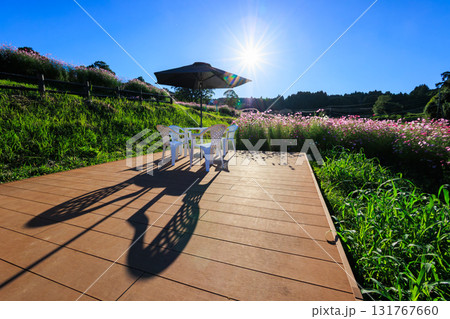 秋の上場高原 コスモス畑とパラソルテーブル 秋の上場高原 コスモス畑とパラソルテーブル 131767660
