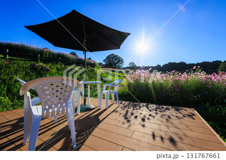 秋の上場高原　コスモス畑とパラソルテーブル 131767661