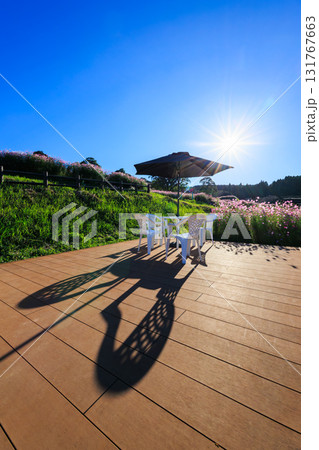 秋の上場高原 コスモス畑とパラソルテーブル 秋の上場高原 コスモス畑とパラソルテーブル 131767663