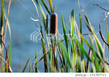 ガマの穂 131767711