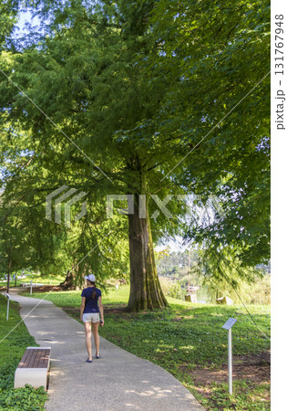 Shot of the different types of trees in the arboretum Shot of the different types of trees in the arboretum 131767948