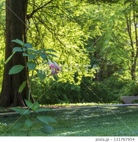 Shot of the different types of trees in the arboretum 131767954