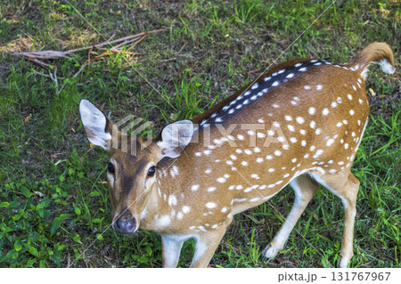 Shot of the deers in the forest 131767967