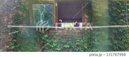Shot of the red and green macaws in the aviary 131767998