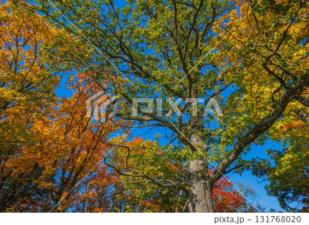 A Stunning Autumn Landscape Featuring Vibrant Trees, Bright Colors, and a Clear Blue Sky 131768020