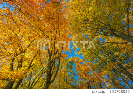 A Stunning Autumn Landscape Featuring Vibrant Trees, Bright Colors, and a Clear Blue Sky A Stunning Autumn Landscape Featuring Vibrant Trees, Bright Colors, and a Clear Blue Sky 131768029