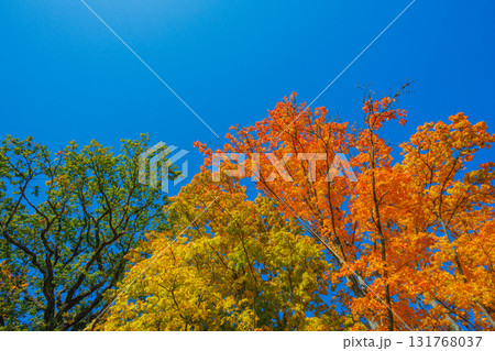 A Stunning Autumn Landscape Featuring Vibrant Trees, Bright Colors, and a Clear Blue Sky 131768037