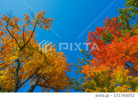 A Stunning Autumn Landscape Featuring Vibrant Trees, Bright Colors, and a Clear Blue Sky A Stunning Autumn Landscape Featuring Vibrant Trees, Bright Colors, and a Clear Blue Sky 131768052