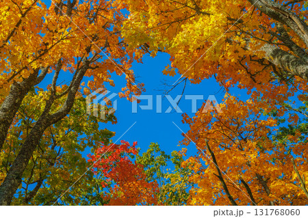 A Stunning Autumn Landscape Featuring Vibrant Trees, Bright Colors, and a Clear Blue Sky 131768060