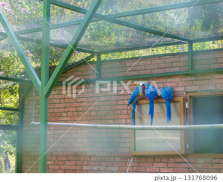 Shot of the blue and yellow macaws in the aviary 131768096