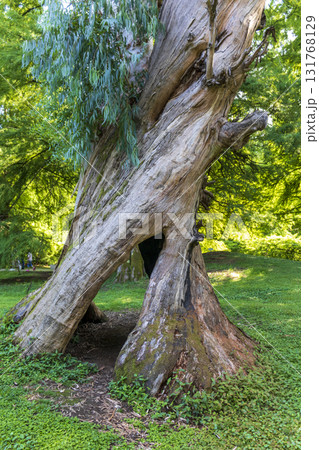 Shot of the different types of trees in the arboretum Shot of the different types of trees in the arboretum 131768129