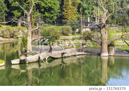 Shot of the flamingos in the aviary Shot of the flamingos in the aviary 131768370
