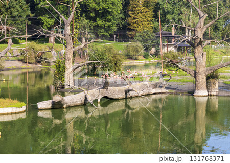 Shot of the flamingos in the aviary Shot of the flamingos in the aviary 131768371
