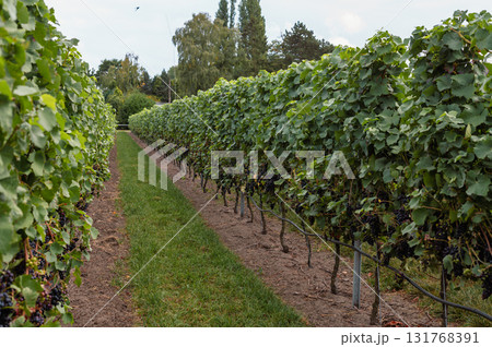 Ripe grapes hanging on vines in a vineyard, ready for autumn harvest. Ripe grapes hanging on vines in a vineyard, ready for autumn harvest. 131768391