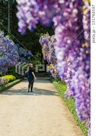 Young beautiful woman standing gracefully beside cascading purple wisteria flowers in bloom. 131768597