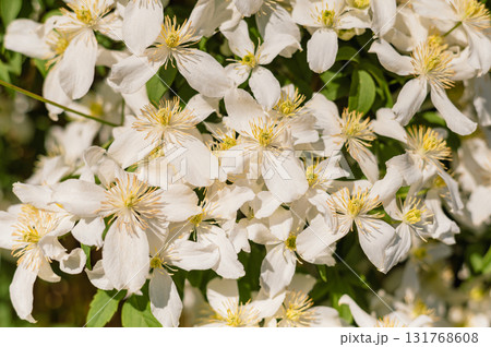 Climbing plant with pale pink petals, creamy-yellow anthers, and lush deep-green foliage in full bloom. Climbing plant with pale pink petals, creamy-yellow anthers, and lush deep-green foliage in full bloom. 131768608