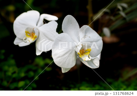 Close-up of pink and yellow Phalaenopsis orchid blossom, one of the most popular and commonly grown houseplants. Close-up of pink and yellow Phalaenopsis orchid blossom, one of the most popular and commonly grown houseplants. 131768624