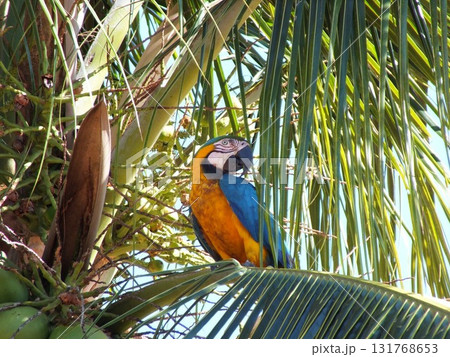 オウムの一休み 131768653