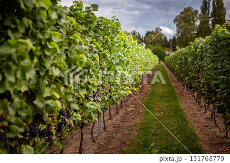 Ripe grapes hanging on vines in a vineyard, ready for autumn harvest. Ripe grapes hanging on vines in a vineyard, ready for autumn harvest. 131768770