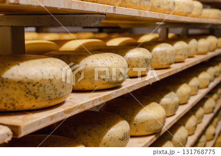 Cheese wheels made from cows milk aging on wooden shelves inside a cheese factory. 131768775