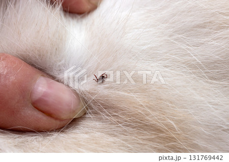 White cat fur with tick during examination White cat fur with tick during examination 131769442