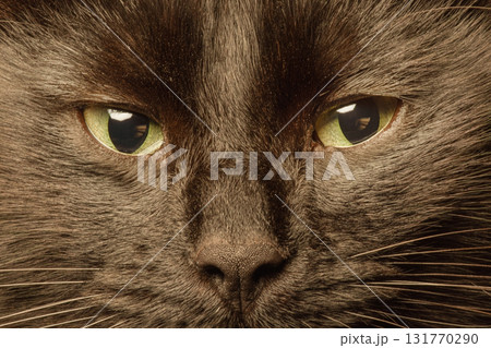 Green eyes of a black cat macro photo. Cat, pet. Green eyes of a black cat macro photo. Cat, pet. 131770290