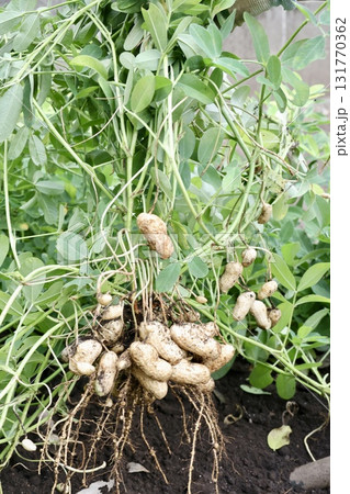 収穫した落花生 131770362