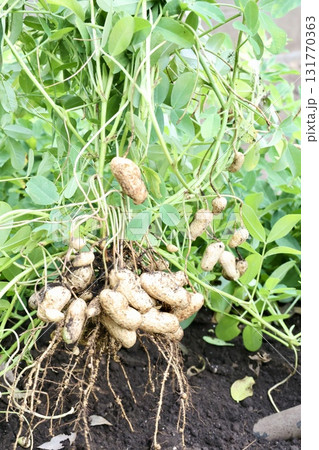 収穫した落花生 収穫した落花生 131770363