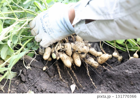 落花生を収穫する男性 落花生を収穫する男性 131770366