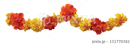 Yellow orange marigold flowers. Indian traditional floral festive garland toran. Zendu flowers isolated on transparent background. Party decor. Diwali, Pongal Halloween Dia de los Muertos holiday. Yellow orange marigold flowers. Indian traditional floral festive garland toran. Zendu flowers isolated on transparent background. Party decor. Diwali, Pongal Halloween Dia de los Muertos holiday. 131770382