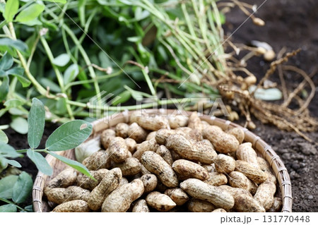 収穫した落花生 収穫した落花生 131770448