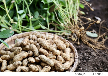 収穫した落花生 131770450