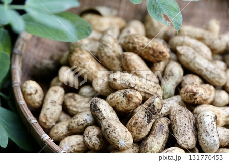 収穫した落花生 131770453