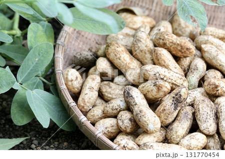 収穫した落花生 131770454
