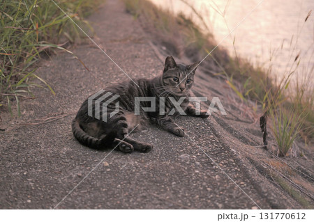 堤防で遊ぶとら猫 131770612