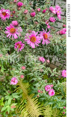Cottagecore fall garden texture. Asters and fading ferns in natural, sustainable border 131770839