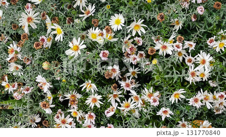 Cottagecore fall garden texture. Asters and fading ferns in natural, sustainable border 131770840