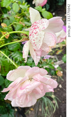 Delicate pastel pink and white roses with a unique speckled pattern. Garden beauty Delicate pastel pink and white roses with a unique speckled pattern. Garden beauty 131770842
