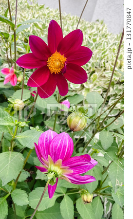 Horticulture detail: a single, bright dahlia bud on a stem against a soft green background 131770847