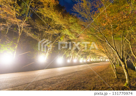 ひさしもみじライトアップと車の光跡（大分県中津市耶馬渓） 131770974