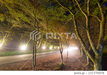 ひさしもみじライトアップと車の光跡（大分県中津市耶馬渓） 131770976