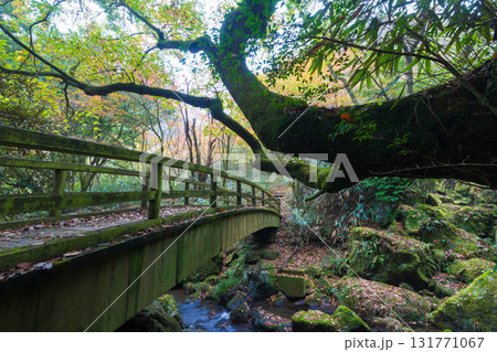 白水の滝の紅葉（大分県竹田市） 131771067