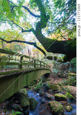 白水の滝の紅葉(大分県竹田市) 白水の滝の紅葉(大分県竹田市) 131771069