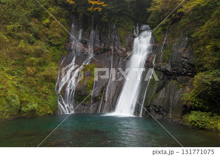 白水の滝の紅葉(大分県竹田市) 白水の滝の紅葉(大分県竹田市) 131771075