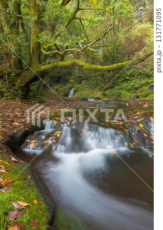 白水の滝の紅葉（大分県竹田市） 131771095