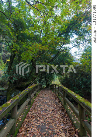 白水の滝の紅葉（大分県竹田市） 131771099