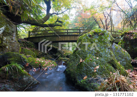 白水の滝の紅葉（大分県竹田市） 131771102